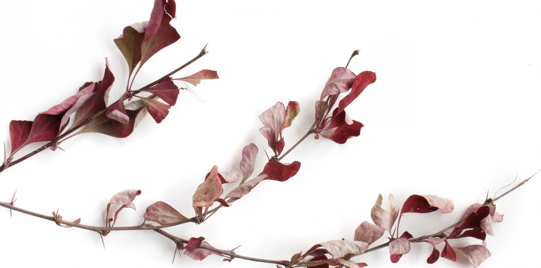 Жіноче здоров'я